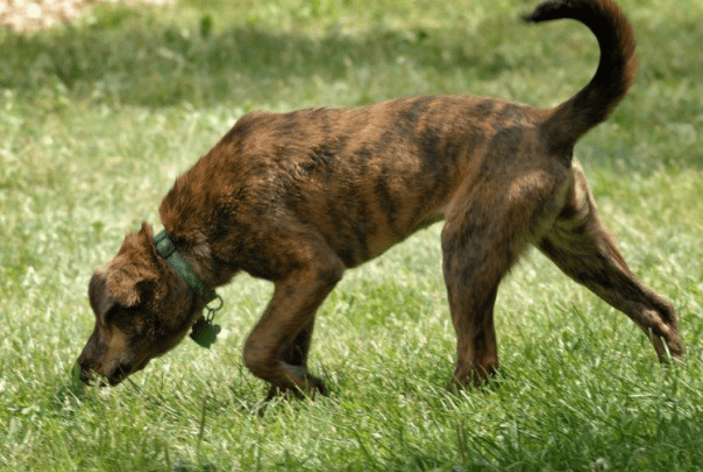 Plott Hound image