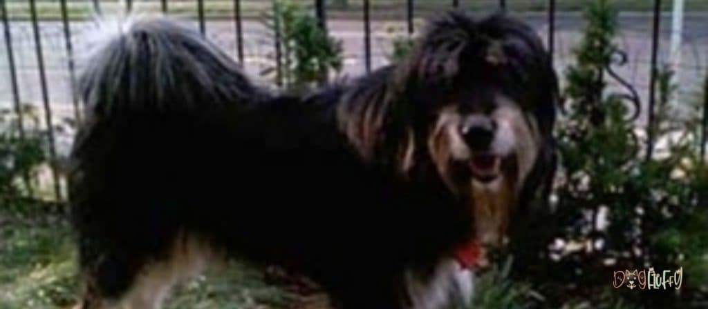Tibetan Kyi Apso Dog or Apso - Chinese Dog Breeds