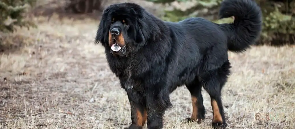 Tibetan Mastiff Dog - Chinese Dog Breeds