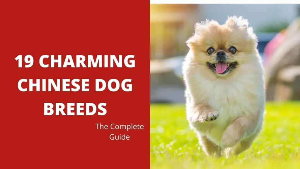 19 Charming Chinese Dog Breeds – The Complete Guide