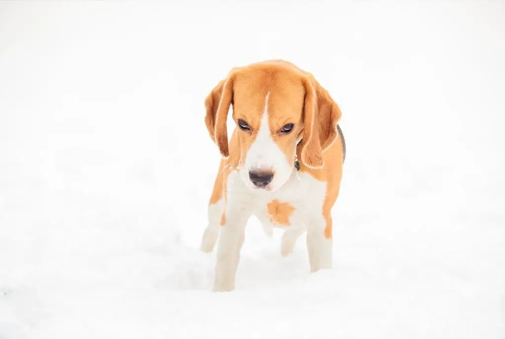 12 Best Training Collar For Stubborn Dogs