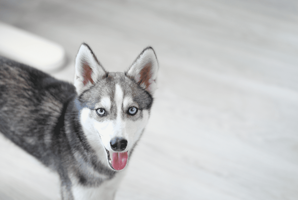 Alaskan Klee Kai Dog