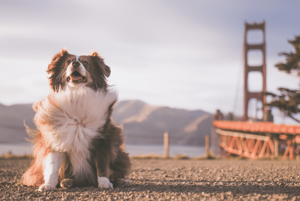 Australian Shepherd