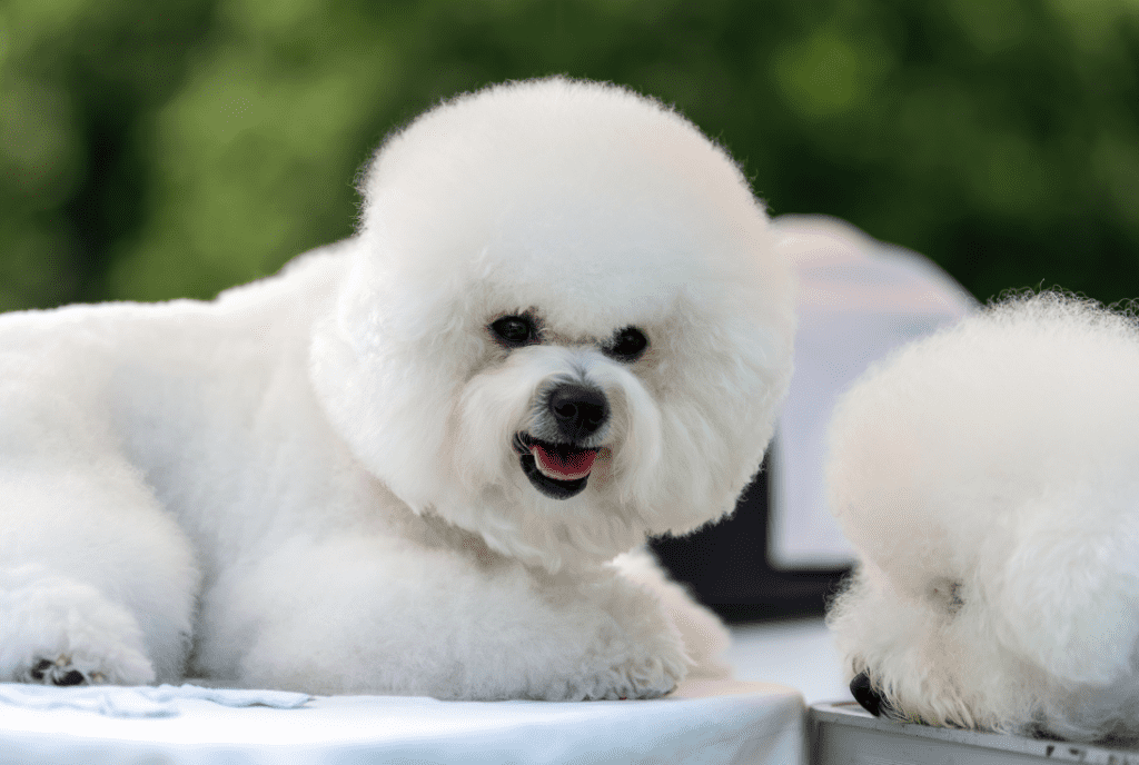 Bichon Frise