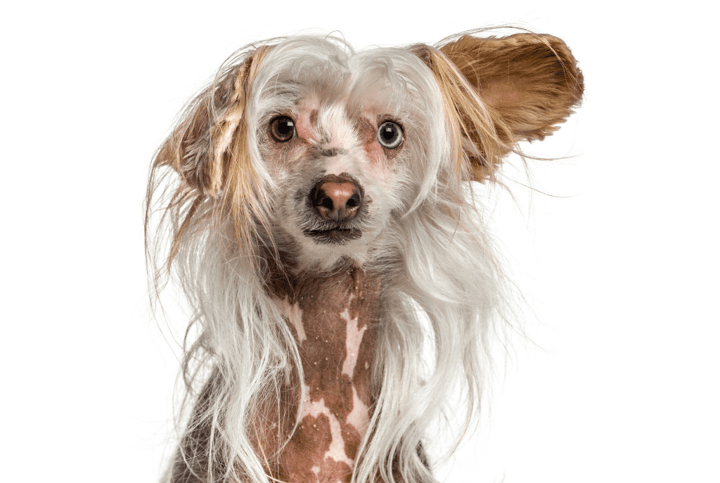 Chinese Crested Powderpuff Dog