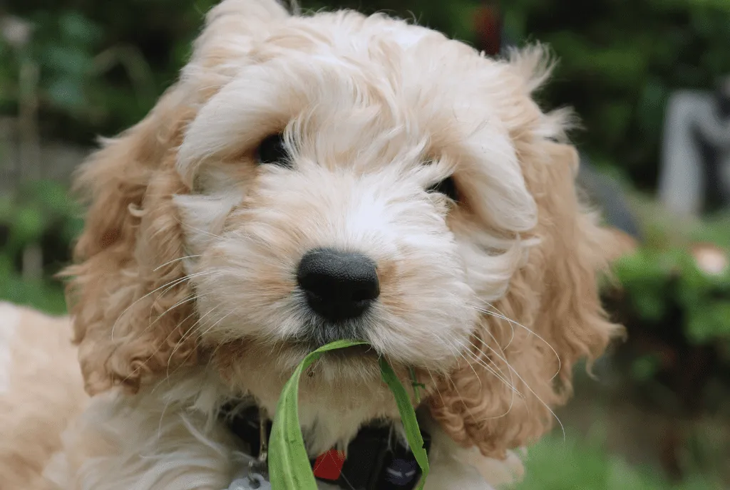 Best 35+ Small & Tiny Fluffy Dog Breeds You Want to Hug Right Now! 9 Cockapoo