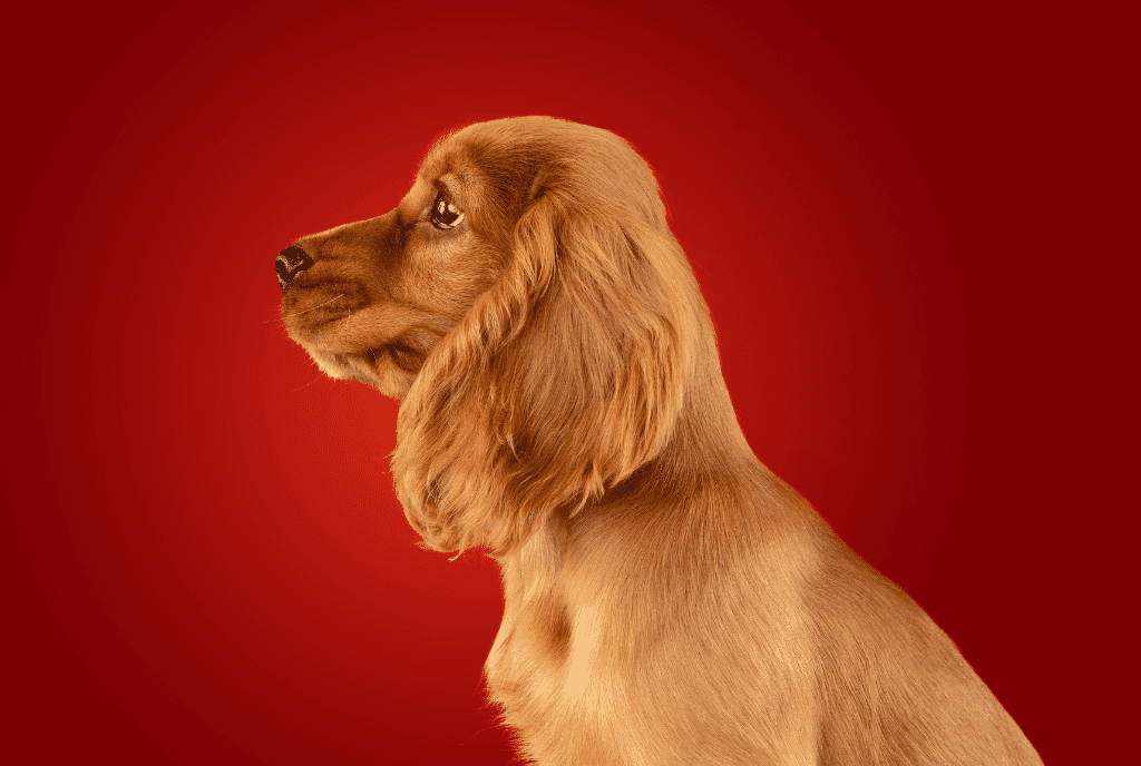 Cocker Spaniel