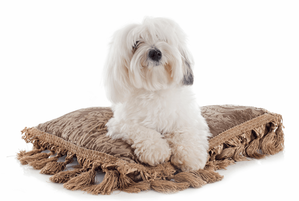 Coton De Tulear