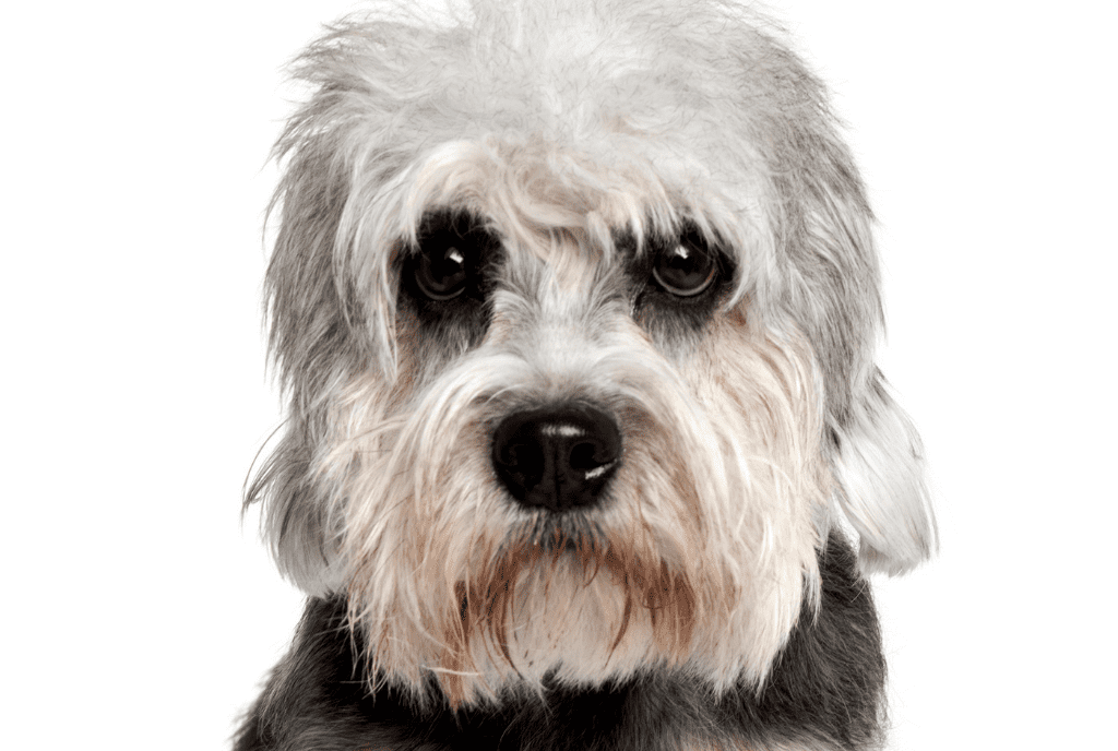 Dandie Dinmont Terrier