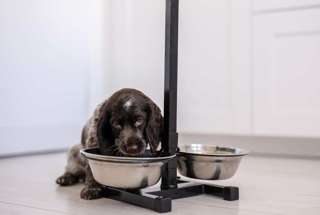 How Much Water To Give a Puppy? 5 Best Factors for Evaluating Dehydrated 3 Does My Puppy Drink Too Much Water