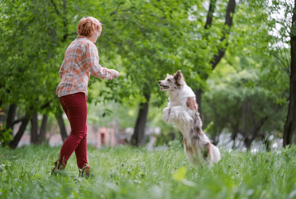 Best 15 Ways How to Calm Down a Puppy 13 Dogs That Jump