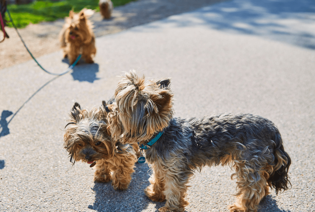 Favorite Yorkshire Terriers Names