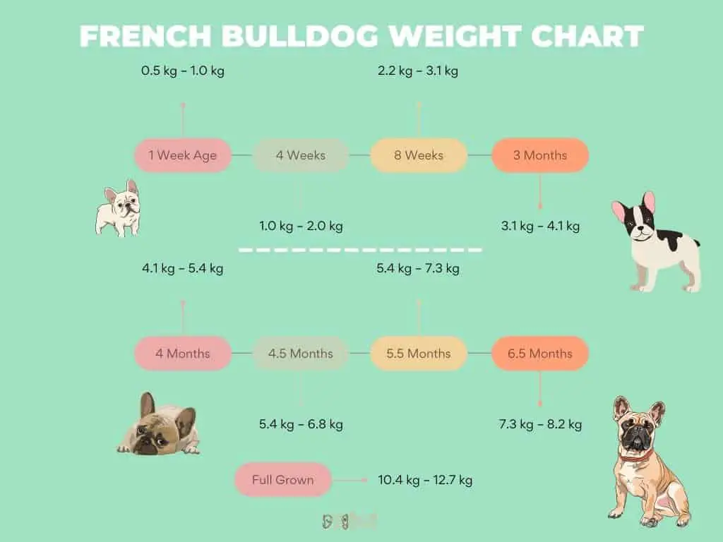 French bulldog weight chart based on their age
