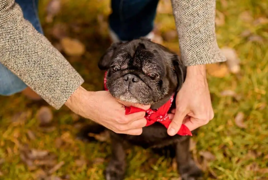 Gift Ideas for Dog Lovers This Holiday