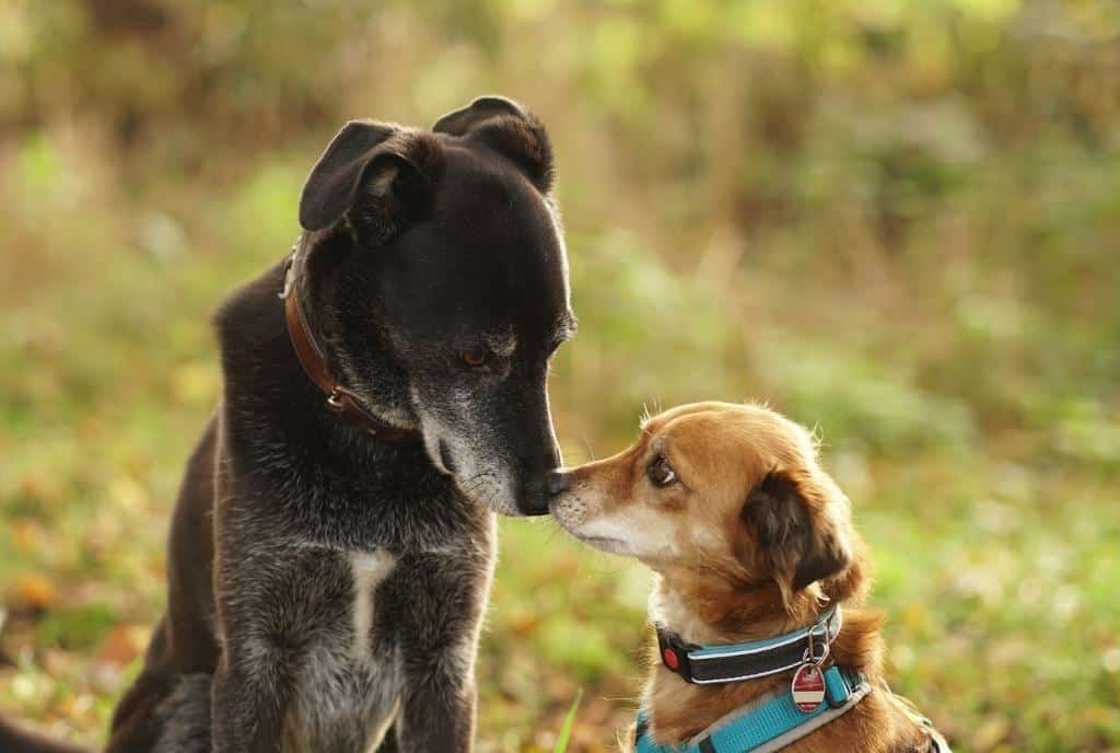 Guide to Choosing the Perfect Personalized Dog Collar