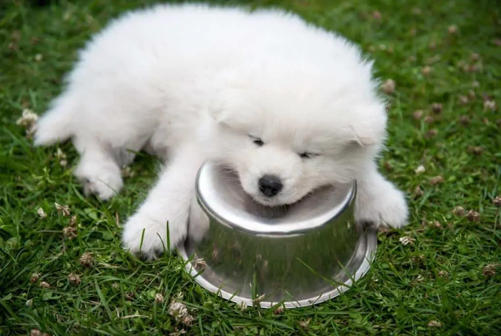 How Can I Tell if My Puppy is Dehydrated