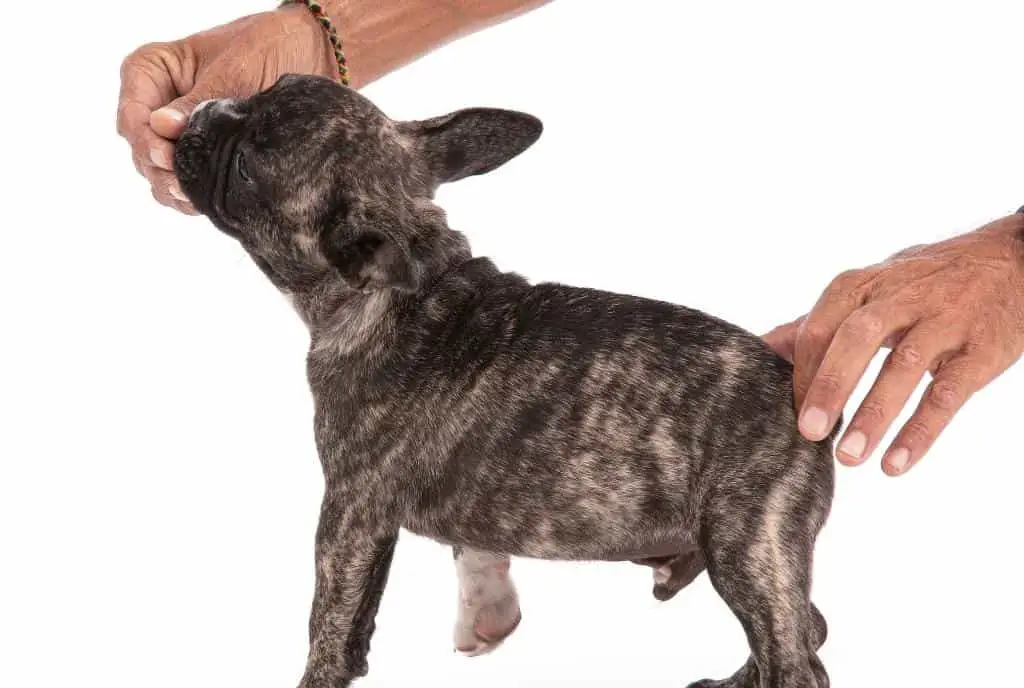 How Much Should I Feed My French Bulldog Puppy