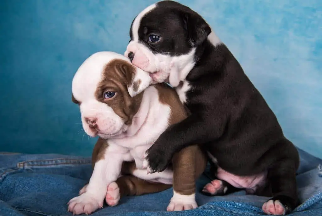 How to Stop English Bulldog Puppy Biting And Growling