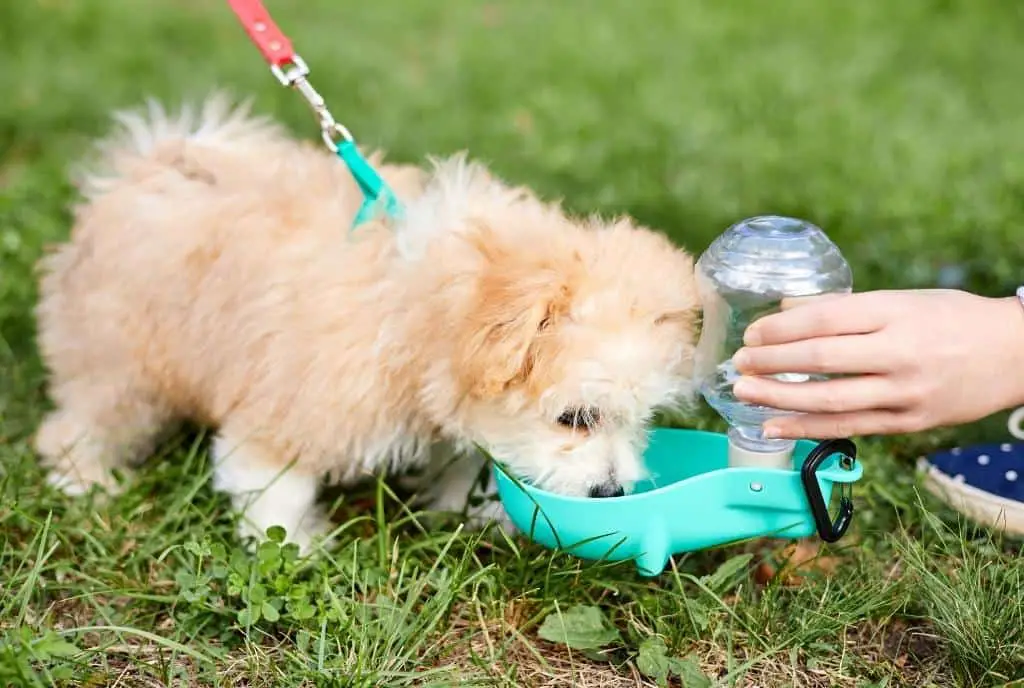 Is Your Puppy Drinking Enough Water