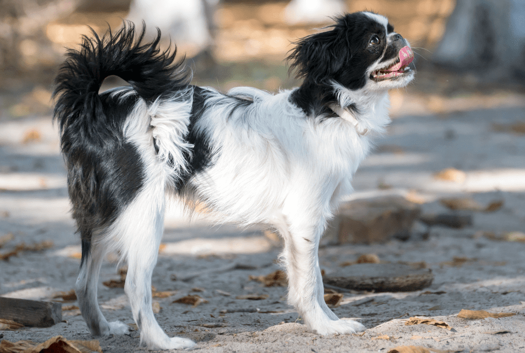 Japanese Chin