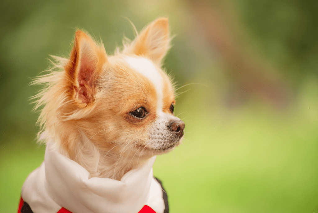 Long-haired Chihuahuas