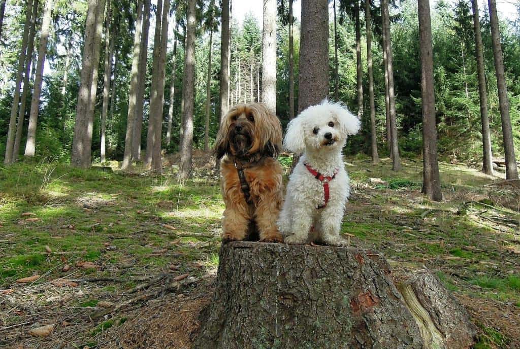 Male Dog Diapers Vs. Female Dog Diapers