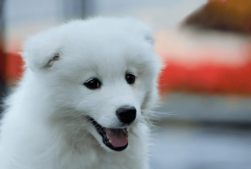 Miniature American Eskimo Dogs
