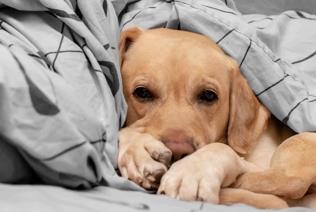 How Much Water To Give a Puppy? 5 Best Factors for Evaluating Dehydrated 11 Oh, the heat