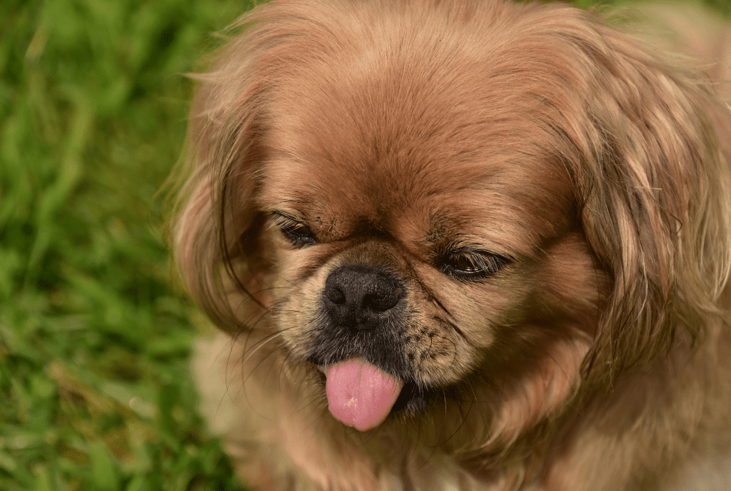 Pekingese