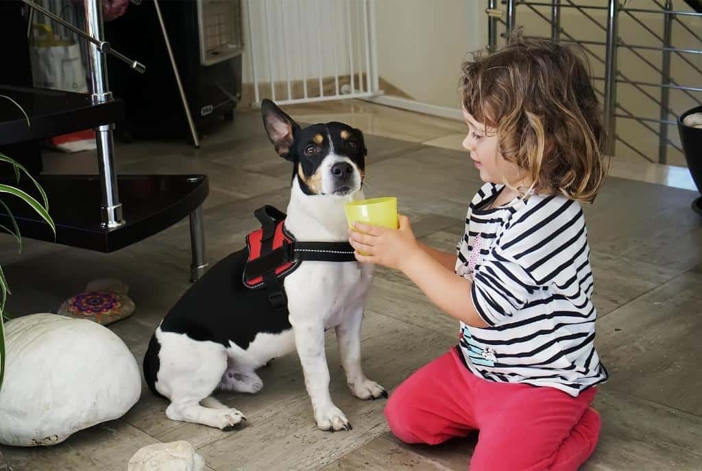 How Much Water To Give a Puppy? 5 Best Factors for Evaluating Dehydrated 5 Puppy Dehydration Causes