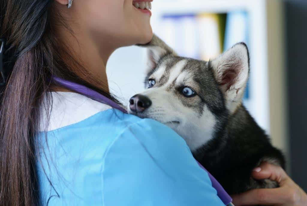 How Much Water To Give a Puppy? 5 Best Factors for Evaluating Dehydrated 8 Puppy Health Problems