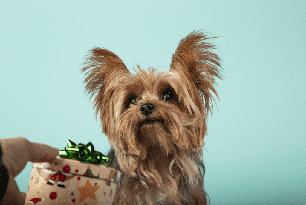 Random Fun Facts About Yorkies