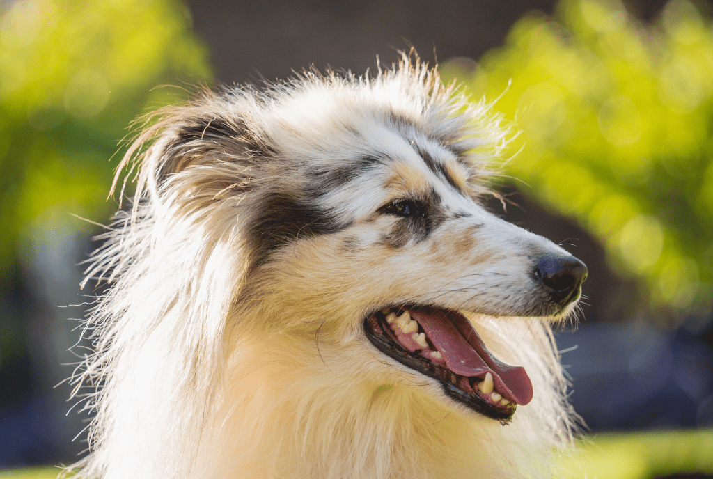 Rough Collie