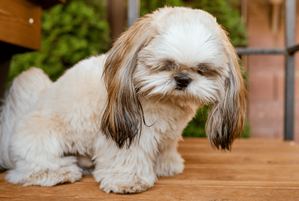 Shih Tzu