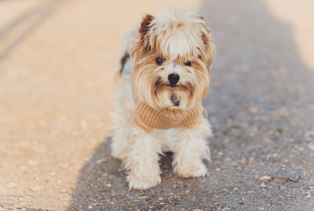 Silky Terrier