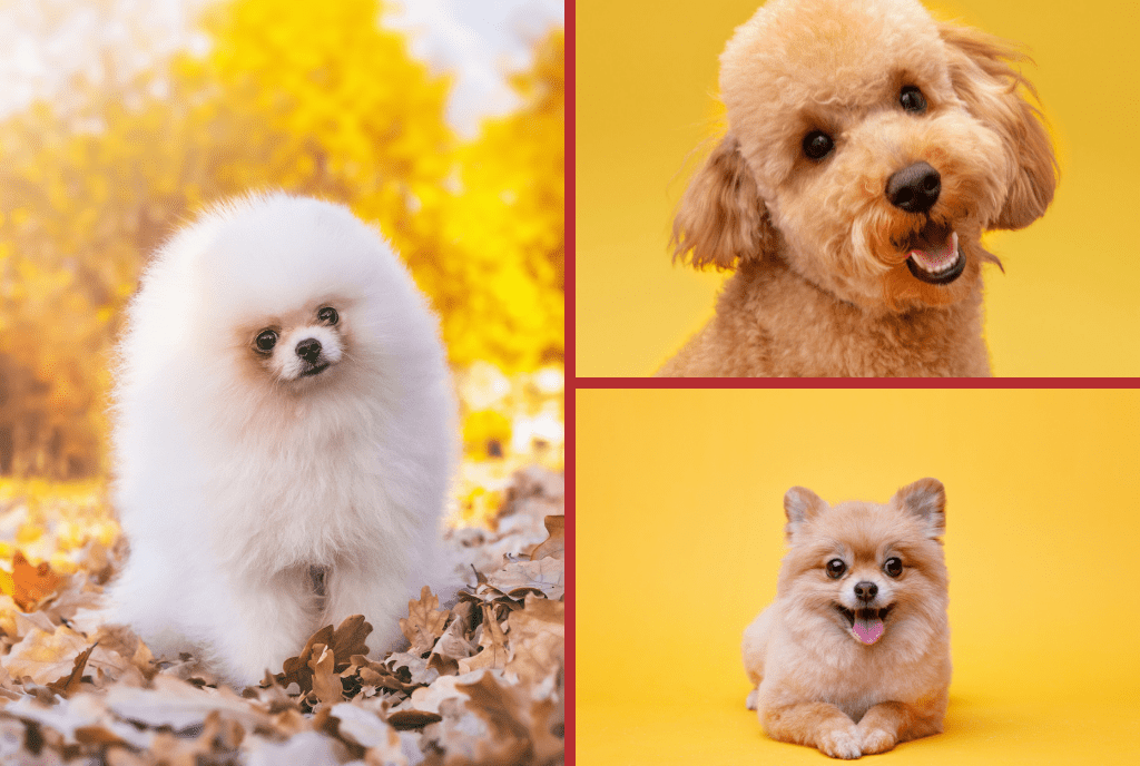 Small Fluffy Dog Breeds