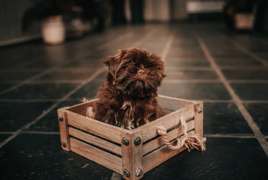 Stylish dog crate