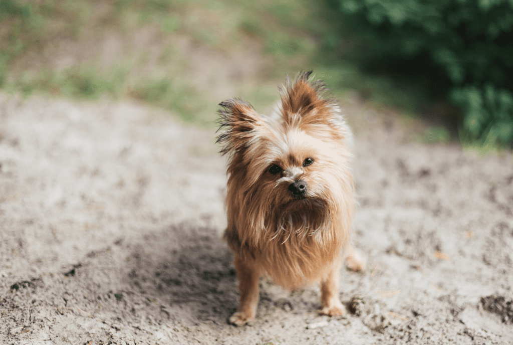 Teacup Yorkie Names