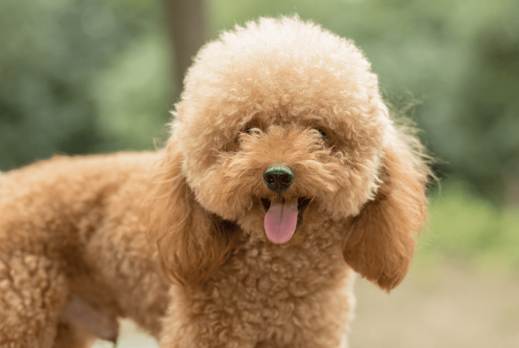 Toy Poodle