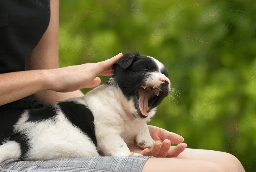Ways How to Calm Down a Puppy