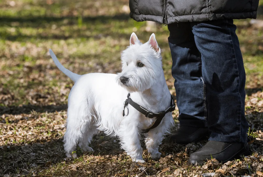 Best 35+ Small & Tiny Fluffy Dog Breeds You Want to Hug Right Now! 29 West Highland White Terrier