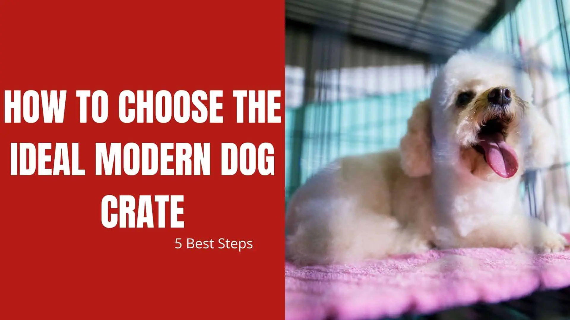 How to Choose the Ideal Modern Dog Crate – 5 Best Steps