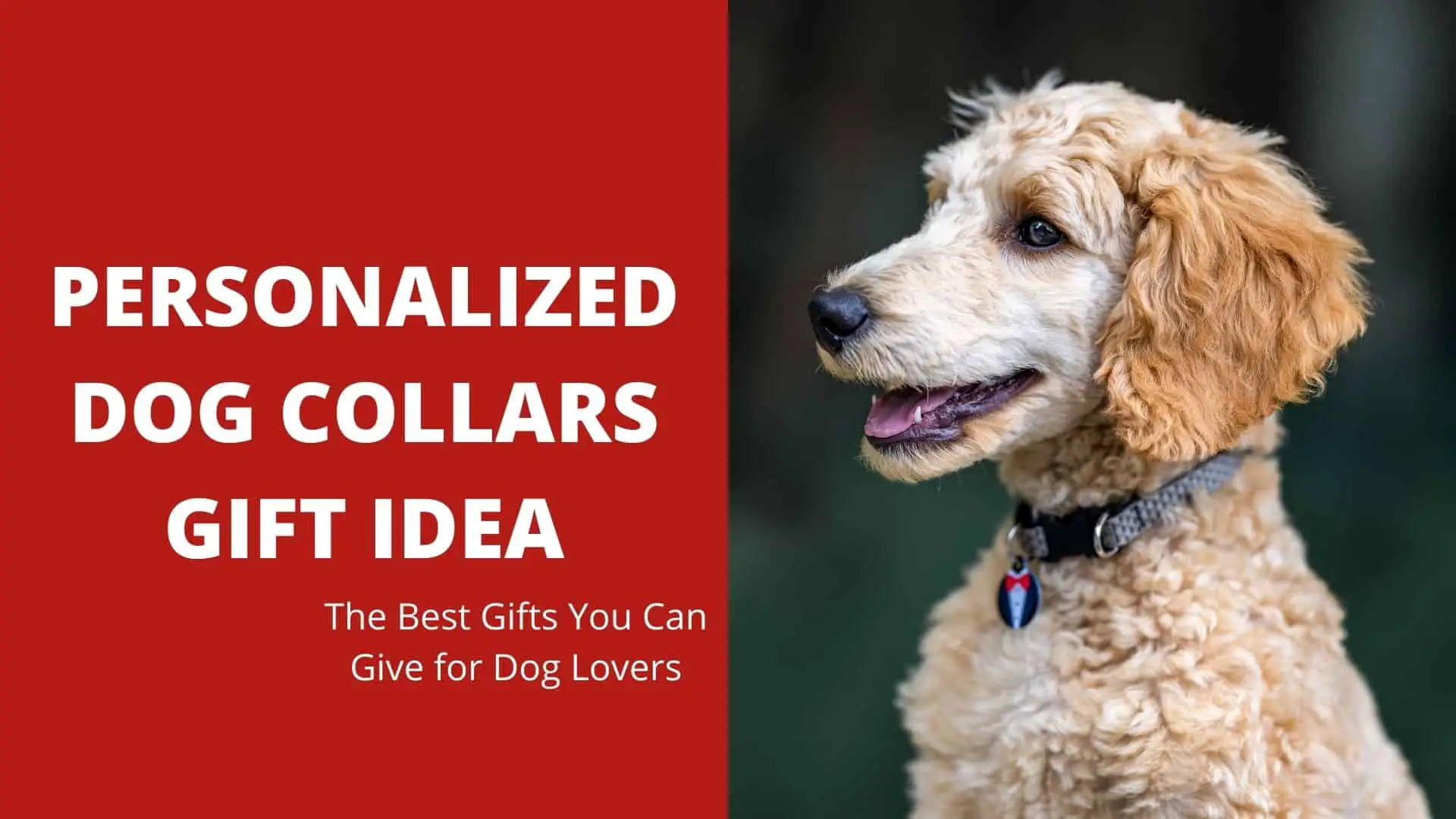 Personalized Dog Collars Gift Idea: The Best Gifts You Can Give for Dog Lovers – 2022