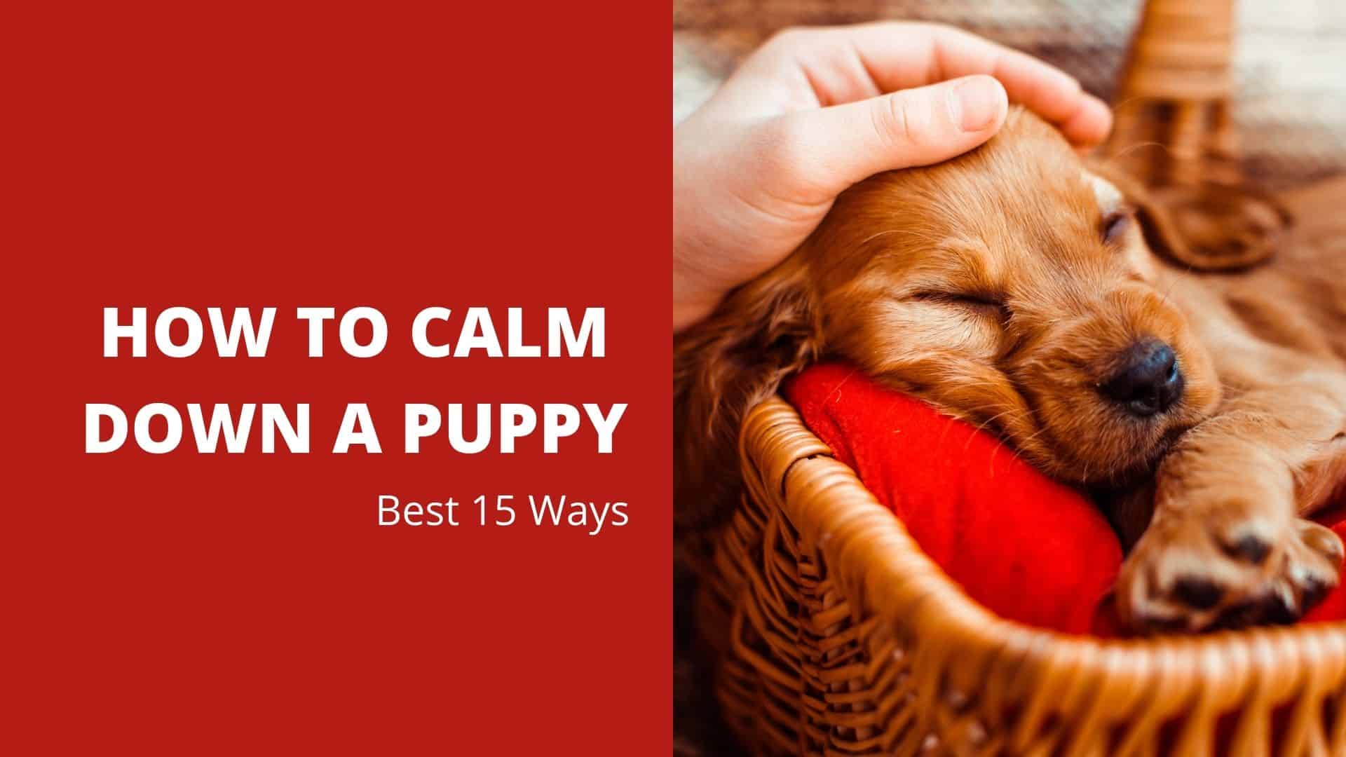 Best 15 Ways How to Calm Down a Puppy