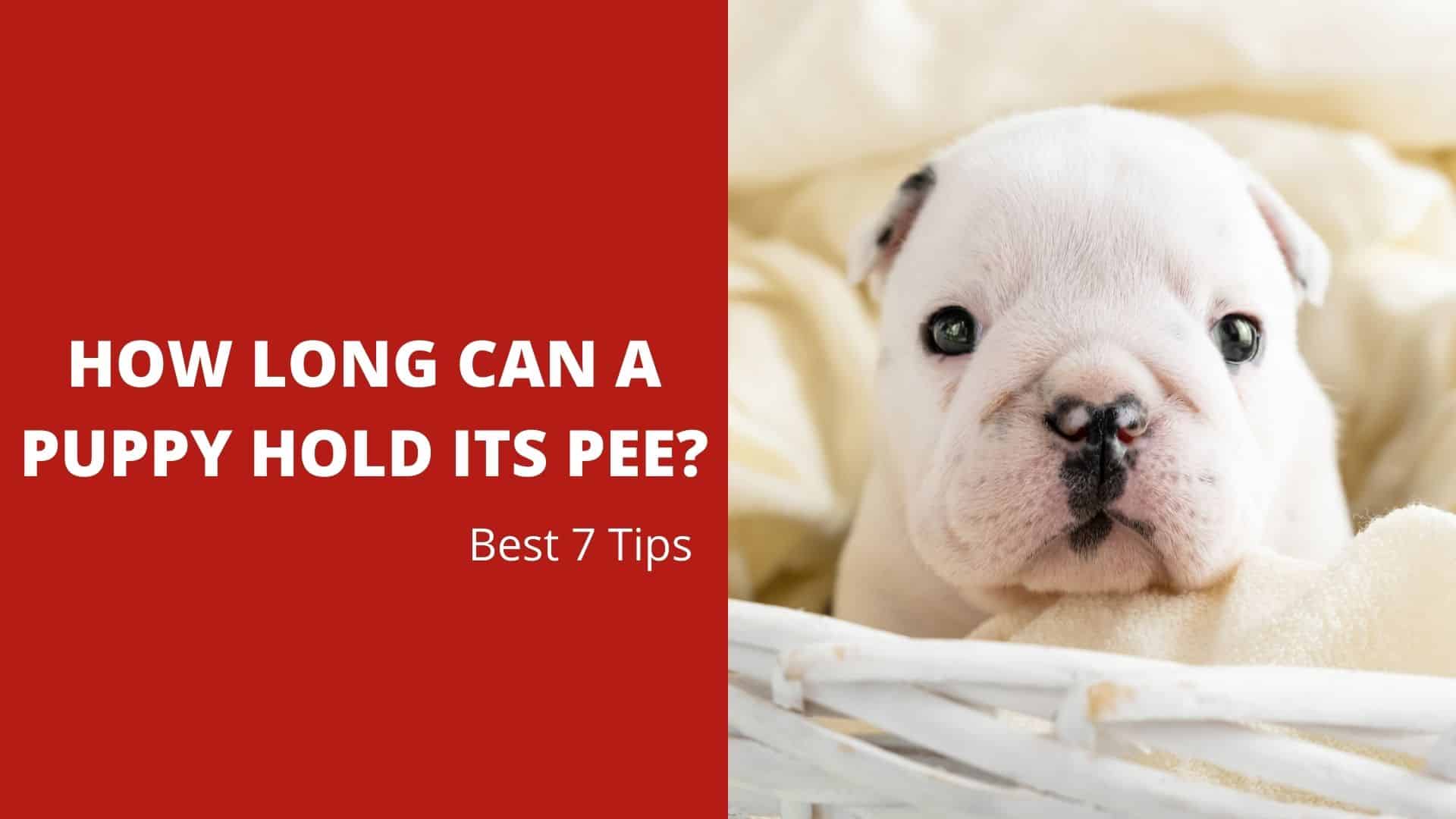 how long can a 3 month old puppy hold its bladder