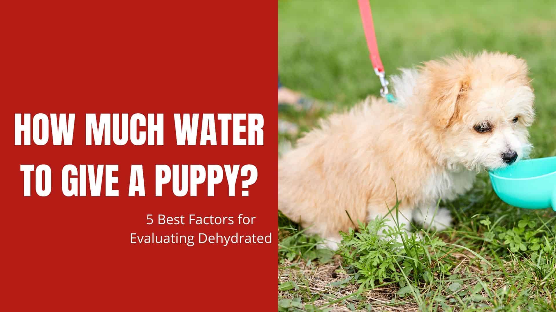 How Much Water To Give a Puppy? 5 Best Factors for Evaluating Dehydrated