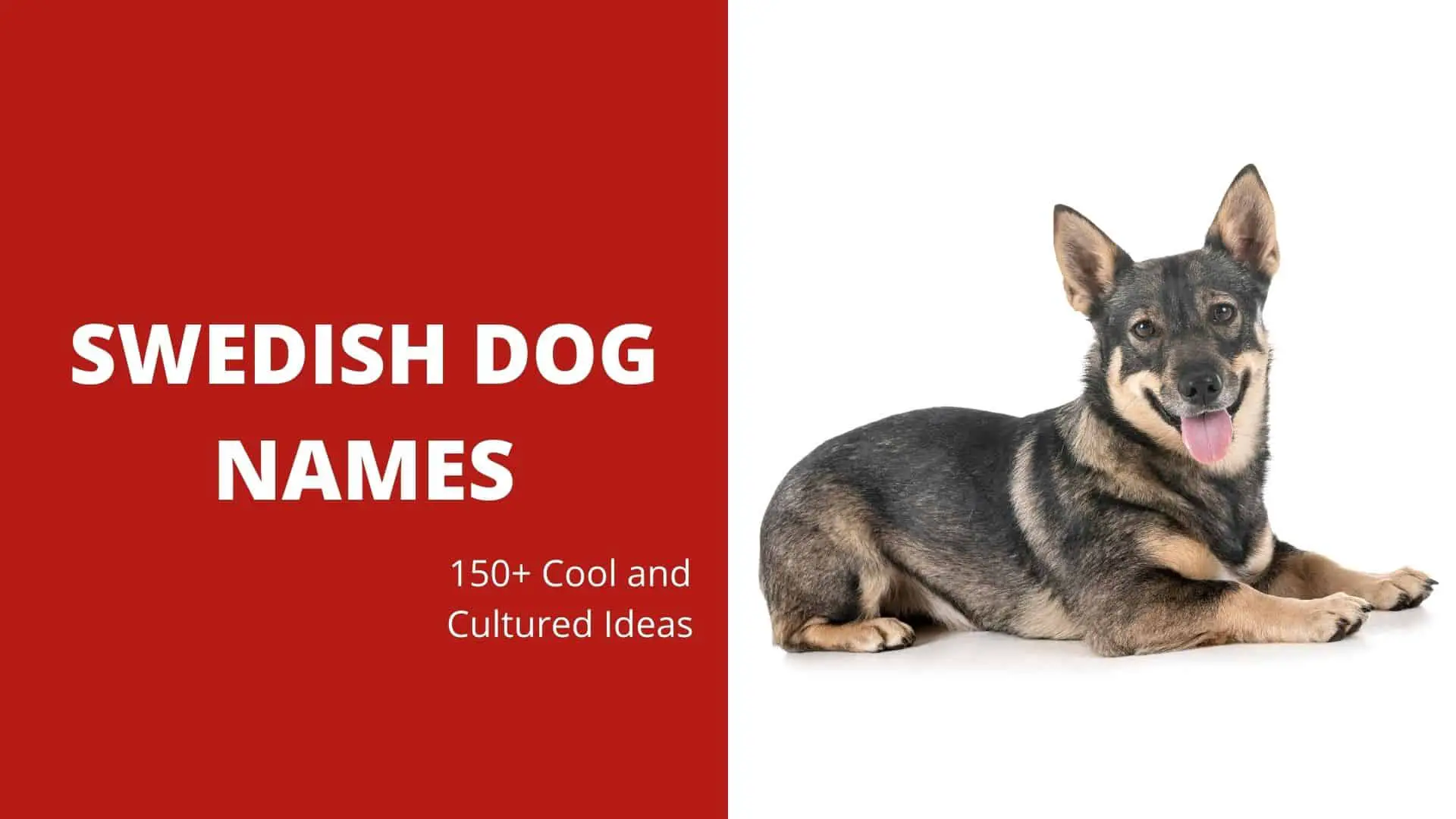 Swedish Dog Names – 150+ Cool and Cultured Ideas