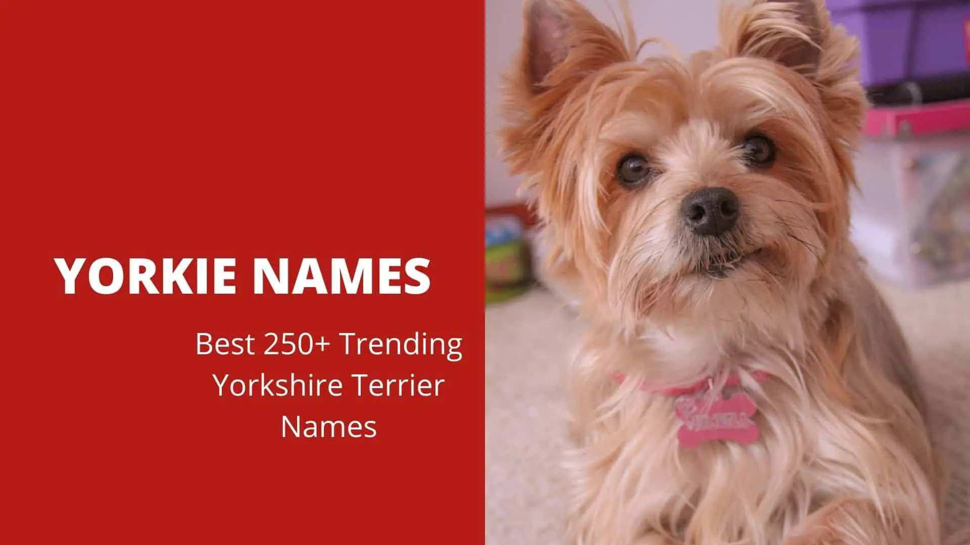 Yorkie Names – Best 250+ Trending Yorkshire Terrier Names