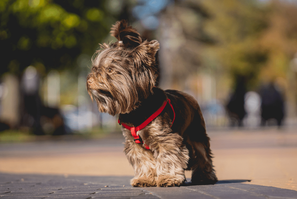 What Is The Smallest Fluffy Dog