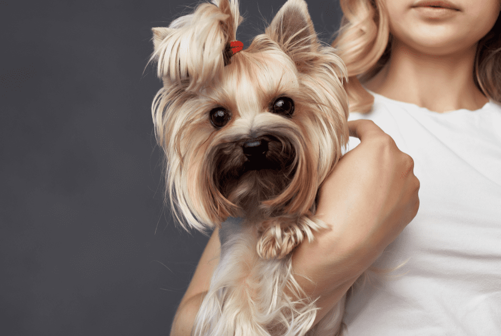 Yorkie Female Names